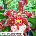 Wilsonara (Wils.) Eye Candy 'Pinky'