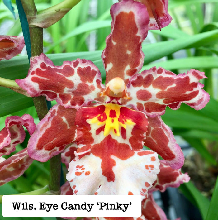 Wilsonara (Wils.) Eye Candy 'Pinky'