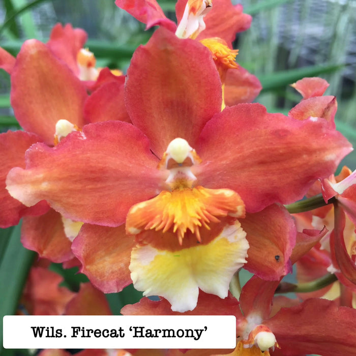 Wilsonara (Wils.) Firecat 'Harmony'
