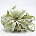 Xerographica