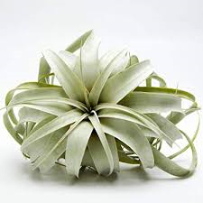 Xerographica