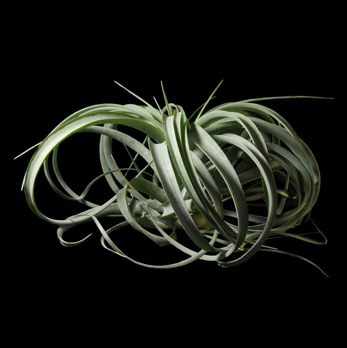 Xerographica