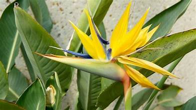 Yellow Bird of Paradise (Strelitzia reginae)