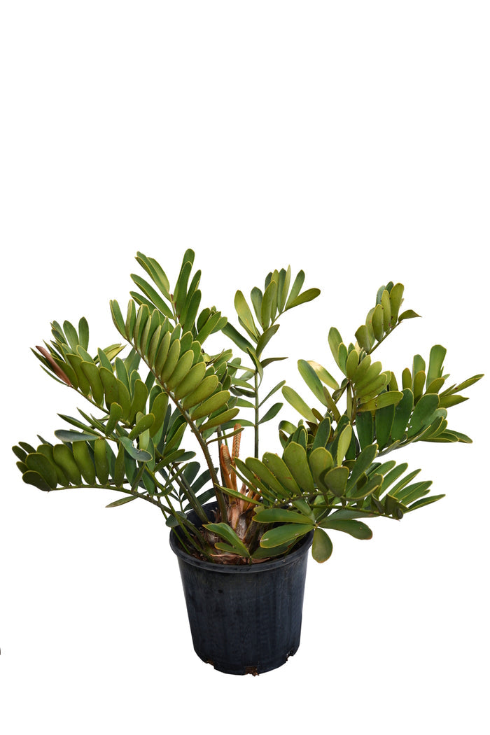 Zamia Furfuracea 'Cardboard Palm'