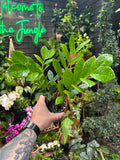 Zamioculcas Zamiifolia - ZZ Plant