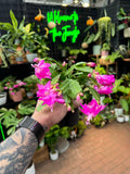 Zygo Cactus (Holiday Cactus)