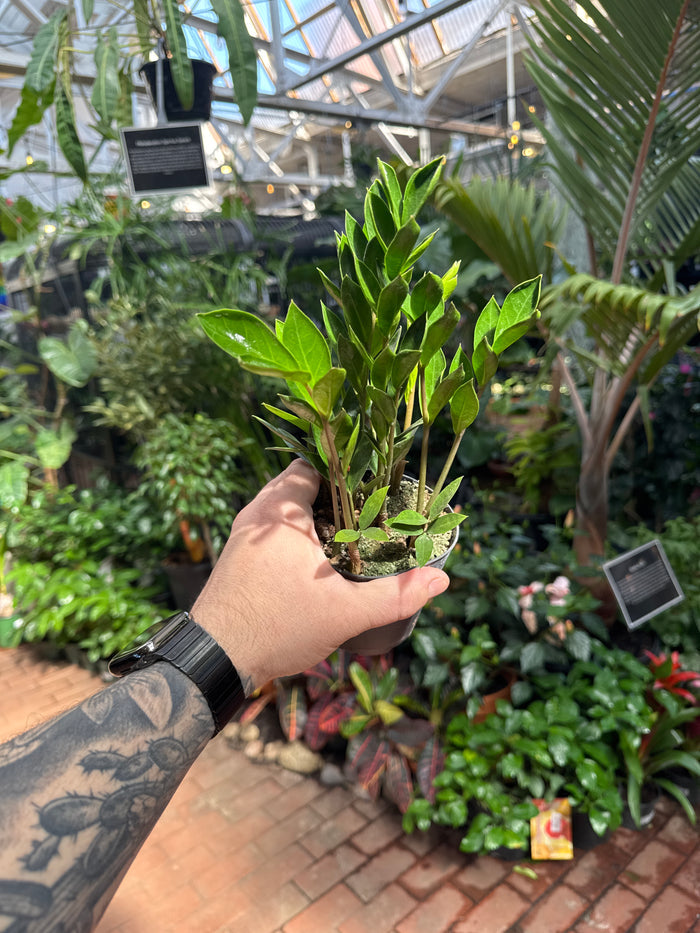 ZZ Plant 'Zamicro' Green